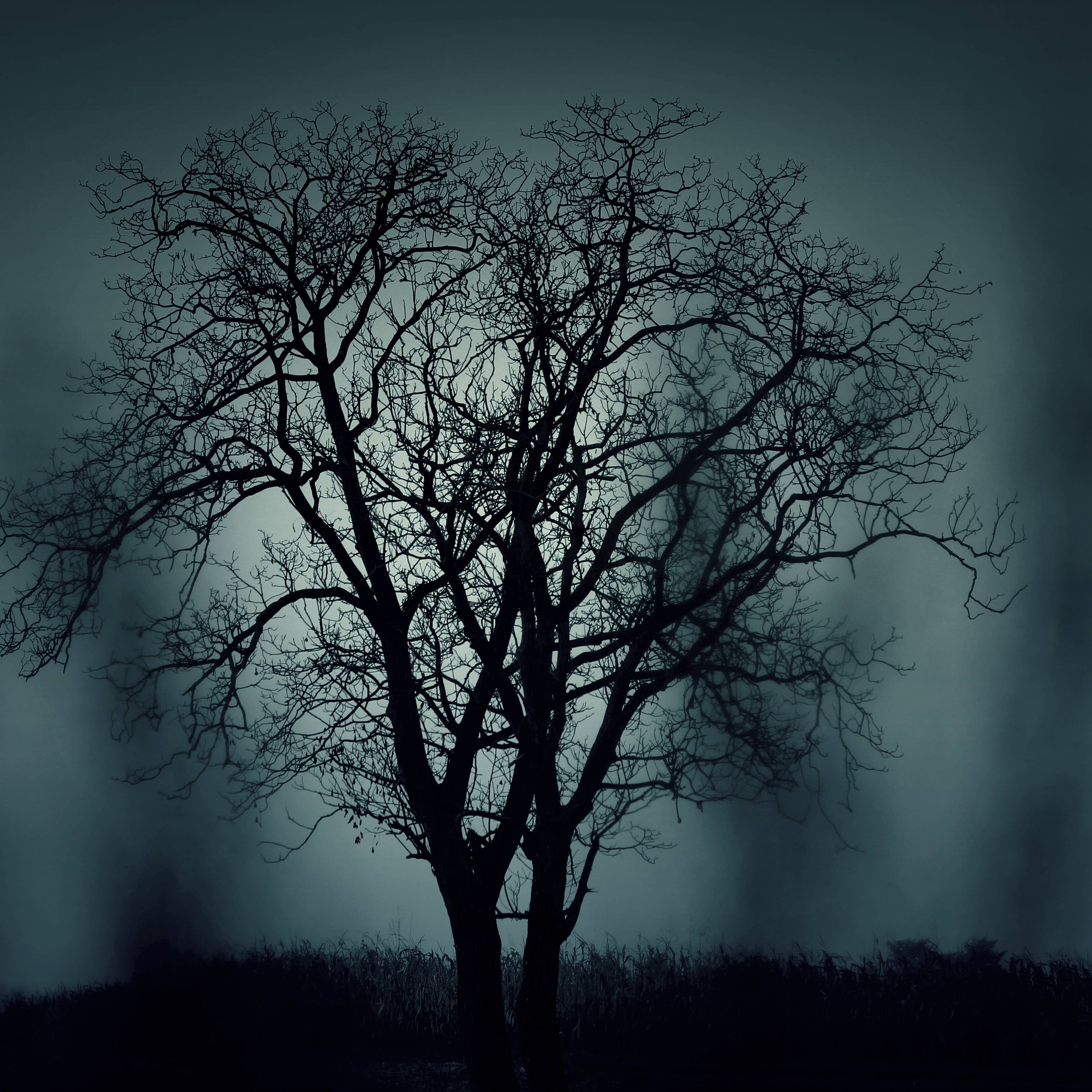 Arbre-sombre Arbre-sombre