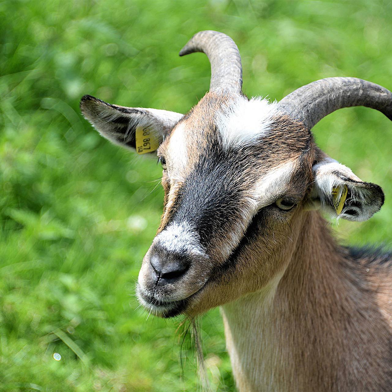 Chevre Chevre
