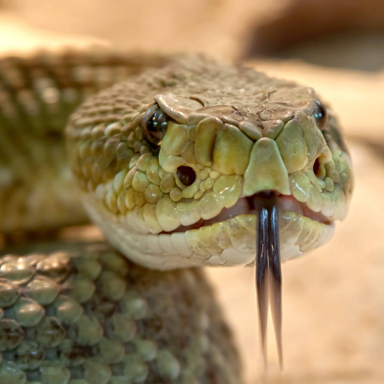 Prince-Serpent Prince-Serpent