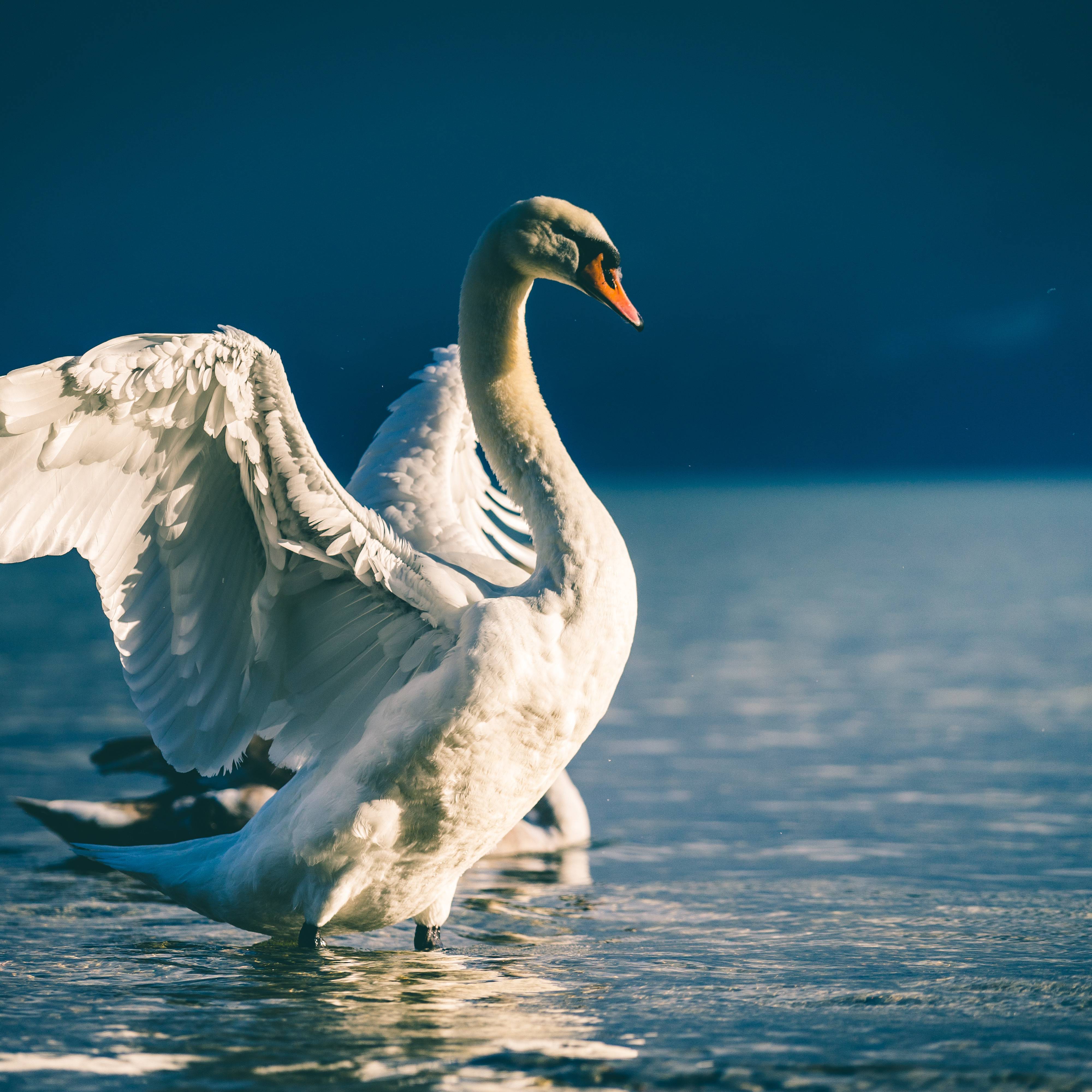 Cygne Cygne