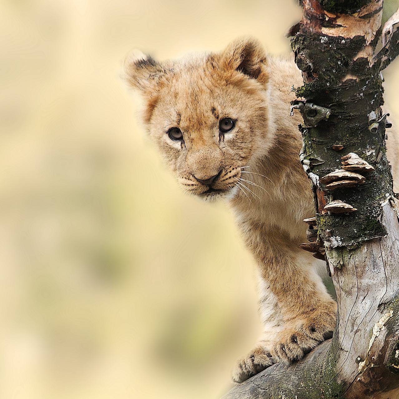 lionceau lionceau